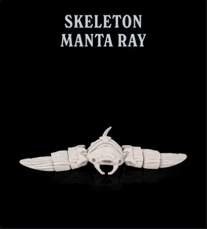 Manta Ray Skeleton