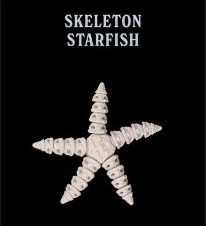 Starfish Skeleton