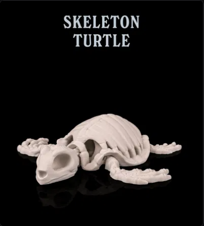 Turtle Skeleton